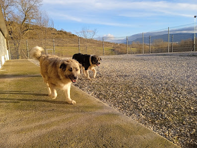 Perros en una zona exterior de la residencia