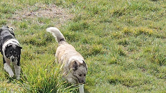 Perros jugando al aire libre