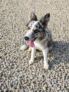 Perro en una zona exterior de la residencia